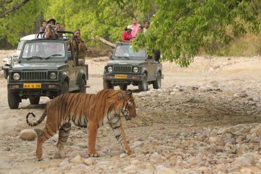 Jim Corbett Tour Package